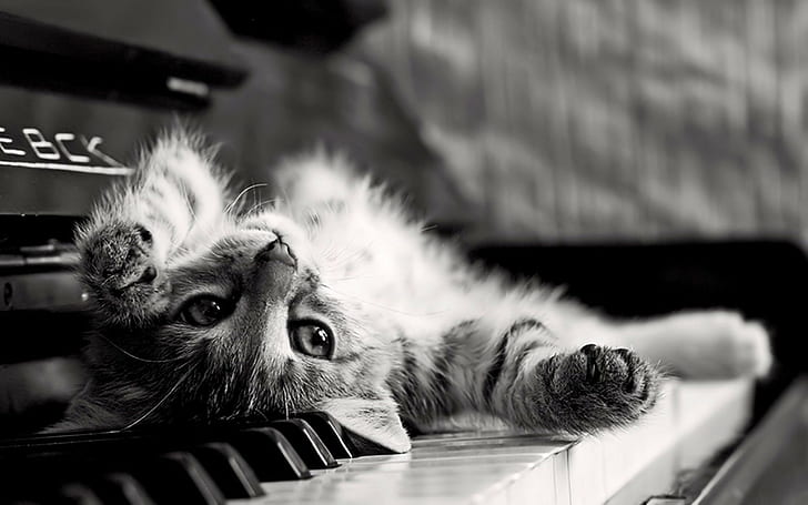 cat, kittens, upside down, animals, monochrome, piano, HD wallpaper