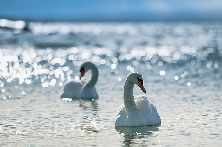 two white swans, couple, swim, birds, grace, devotion, sea, river, HD wallpaper
