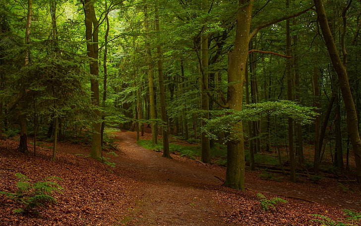 green forest, pathway in forest, nature, landscape, leaves, summer