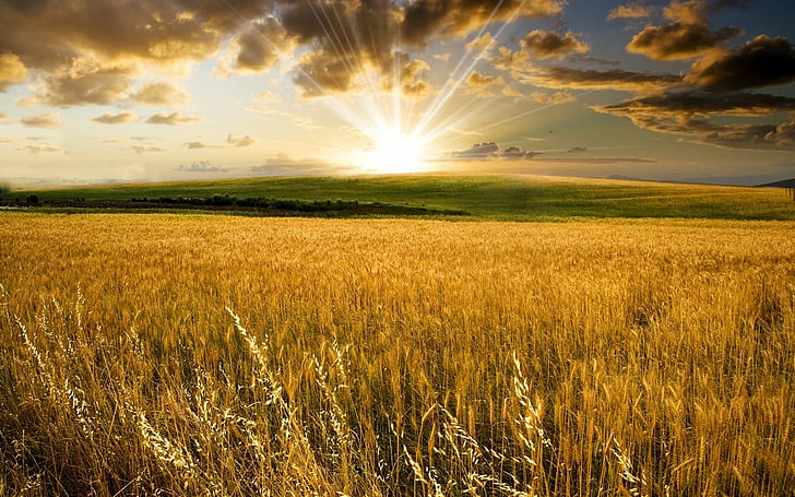 Earth, Field, Sun, Sunbeam, Sunrise, Wheat, HD wallpaper
