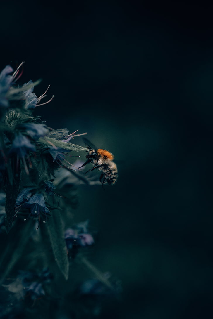 brown honeybee, bumblebee, insect, flower, close-up, animal wildlife, HD wallpaper