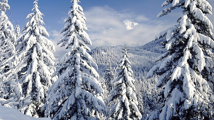 green trees, nature, winter, snow, frost, pine trees, snowy peak
