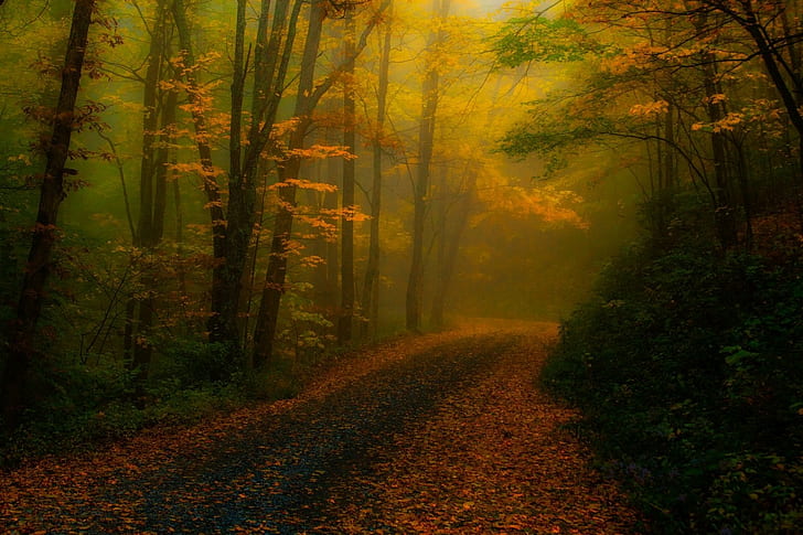 nature, landscape, fall, leaves, forest, road, mist, sunlight