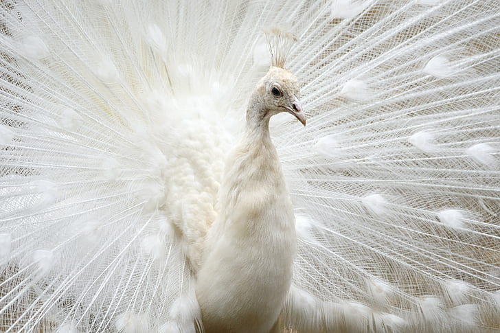 HD wallpaper: white peacock, peacock, bird, animal, feather, nature,  wildlife | Wallpaper Flare