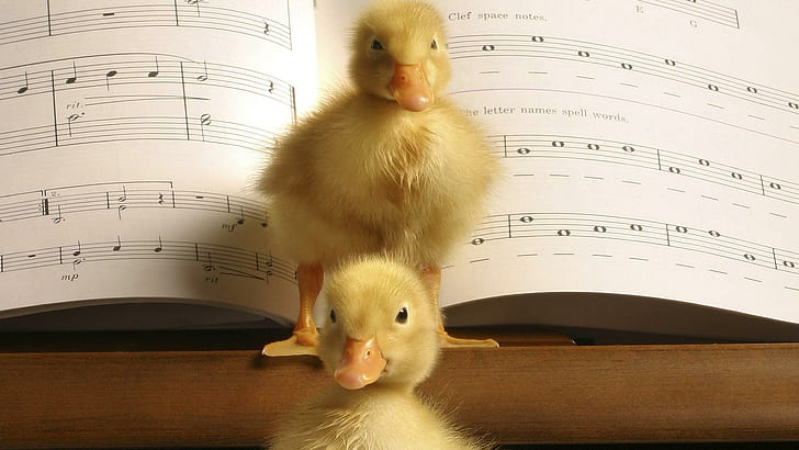 Visitors, concerto, animals, babies, piano, notes, music, duckling