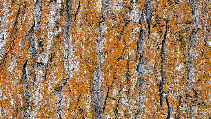 nature, trees, wooden surface, pattern, bark, texture, full frame, HD wallpaper