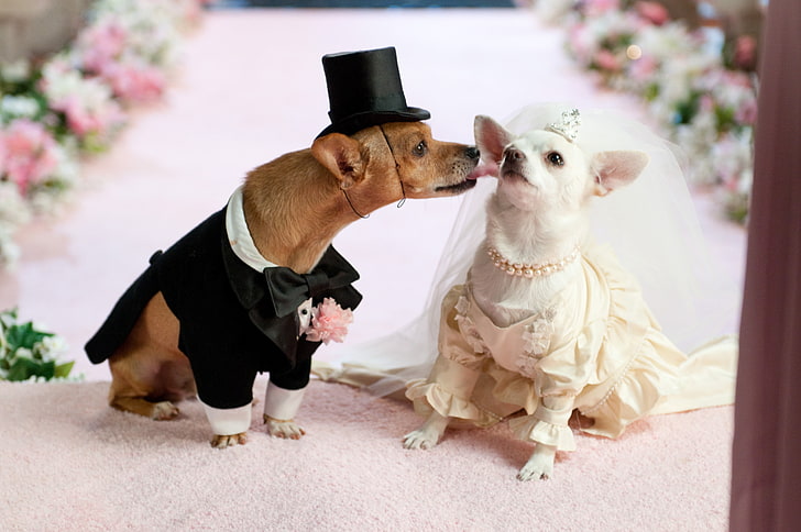 two white and brown Chihuahuas, dog, couple, wedding, dress, pets