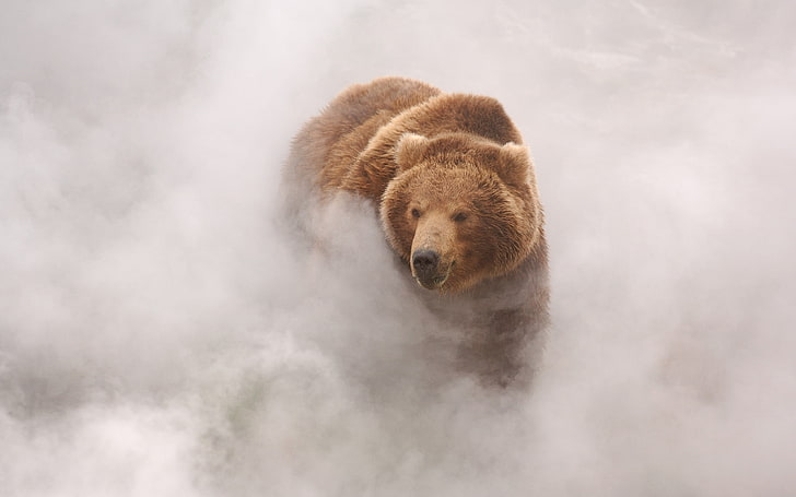 grizzly bear, bears, clouds, landscape, mist, animals, brown, HD wallpaper