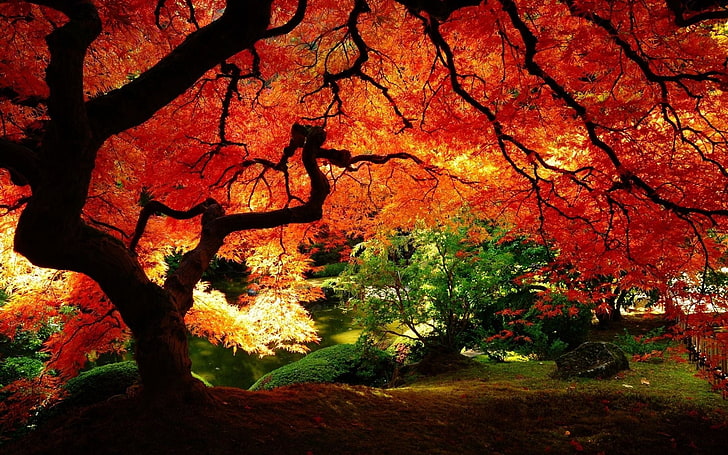 maple tree, trees, river, fall, nature, red, plant, autumn, change