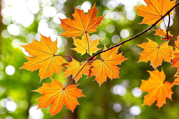 Yellow leaves maple, maple leaves, branch, autumn, HD wallpaper