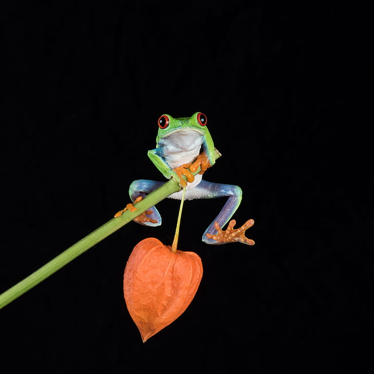 green frog holding on green tree branch, Do you, pogo stick, Bournemouth, HD wallpaper