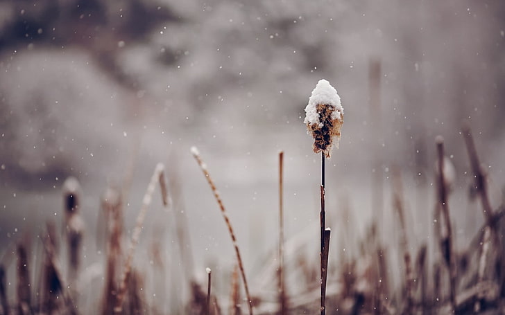 snow, nature, winter, spikelets, depth of field, plants, cold temperature, HD wallpaper