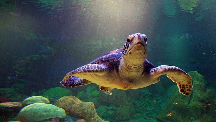 Animals, Turtle, Sea, Swimming, Seawater, Rocks, Photography, HD wallpaper
