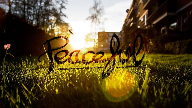 peaceful, grass, Sun, blurred, plant, sky, sunlight, nature, HD wallpaper