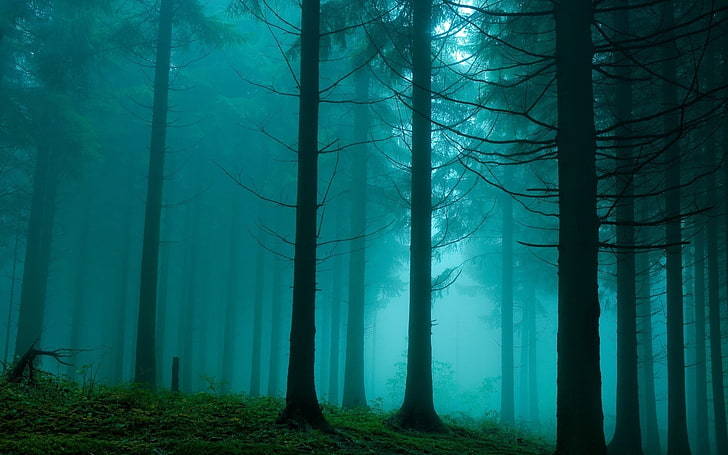 pine trees, forest, mist, nature, turquoise, plant, land, trunk, HD wallpaper
