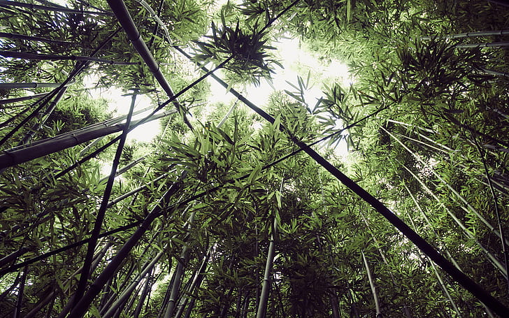 Bamboo Forest, Leaves, Nature