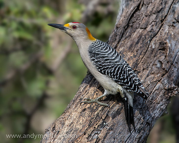 gray and black long beak bird on brown tree trunk, golden-fronted woodpecker, golden-fronted woodpecker, HD wallpaper