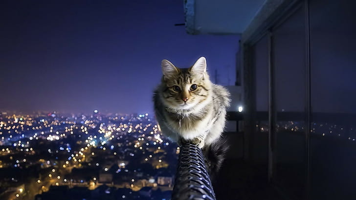 cat, night, balcony, animals, HD wallpaper