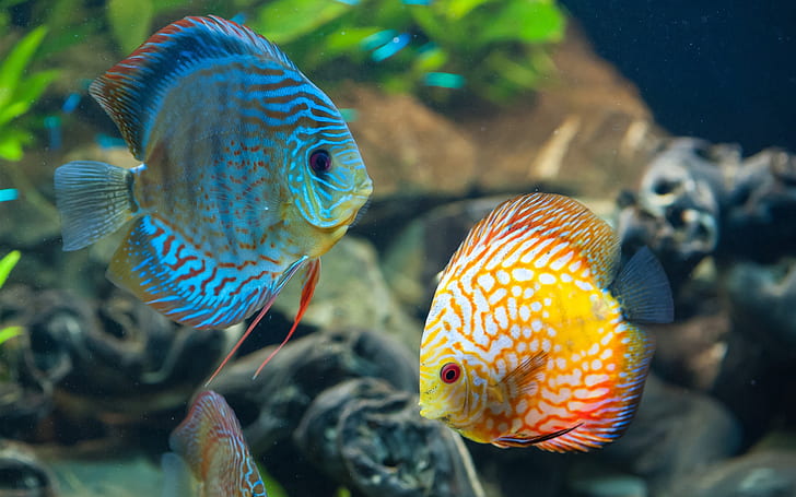 HD wallpaper: Beautiful fish, underwater, blue and yellow | Wallpaper Flare