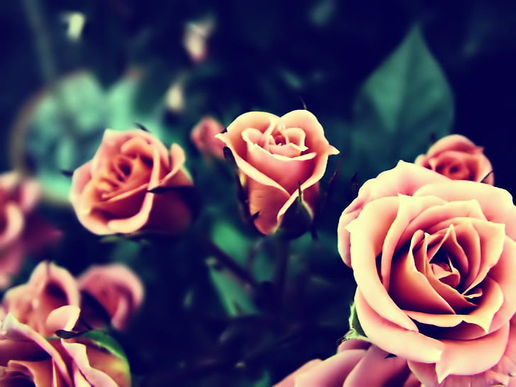 pink roses, flowers, closeup, plant, flowering plant, close-up