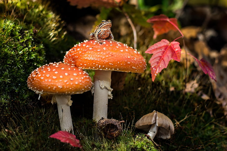 mushrooms, moss, frog, HD wallpaper