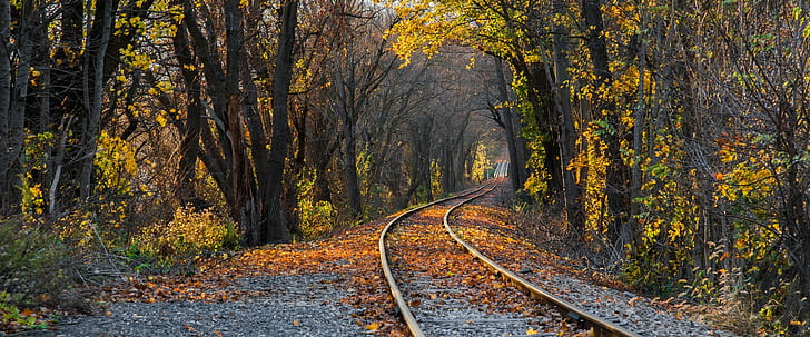 railway, forest, HD wallpaper