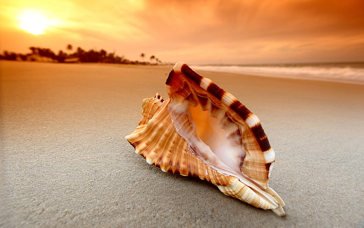 black and white seashell in sunset, beach, sand, nature, sky