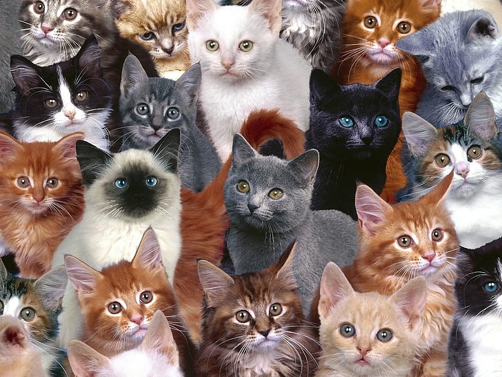 assorted-color cat lot, kittens, many, photoshop, domestic Cat, HD wallpaper