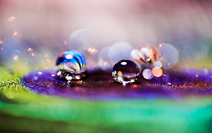 Drop dew, close-up, feather, peacock, bokeh, blur, Macro, background, HD wallpaper