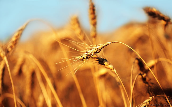 wheat field, macro, closeup, barley, crops, plants, agriculture, HD wallpaper