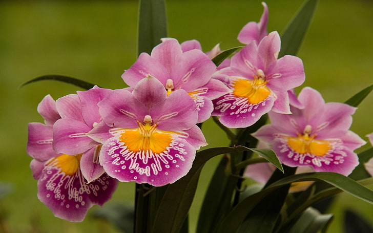 Flowers Miltoniopsis Orchids In Full Bloom Close Up Of A Cluster Of Pink Yellow And White Petals Hd Wallpaper Download For Mobile And Tablet 3840×2400, HD wallpaper