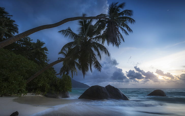 The Indian ocean, Seychelles, coconut palm tree, palm trees, coast, HD wallpaper