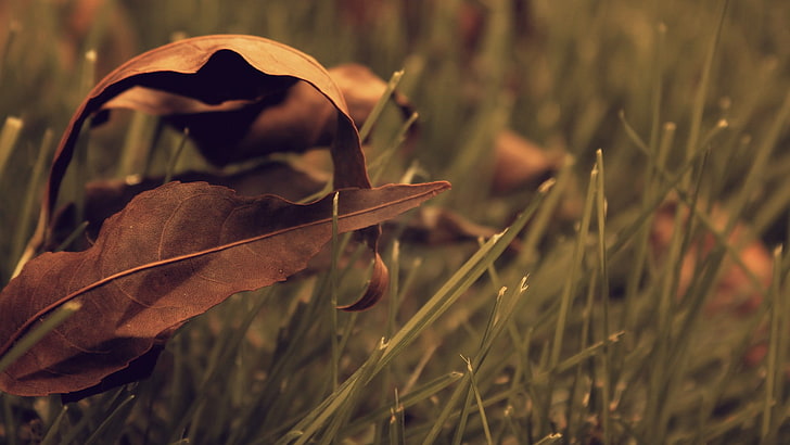 brown dried leaves, depth of field photography of dried leaves on green grass