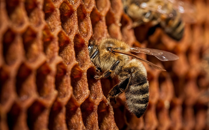 brown bee, bees, animals, macro, insect, honey, honey Bee, nature, HD wallpaper