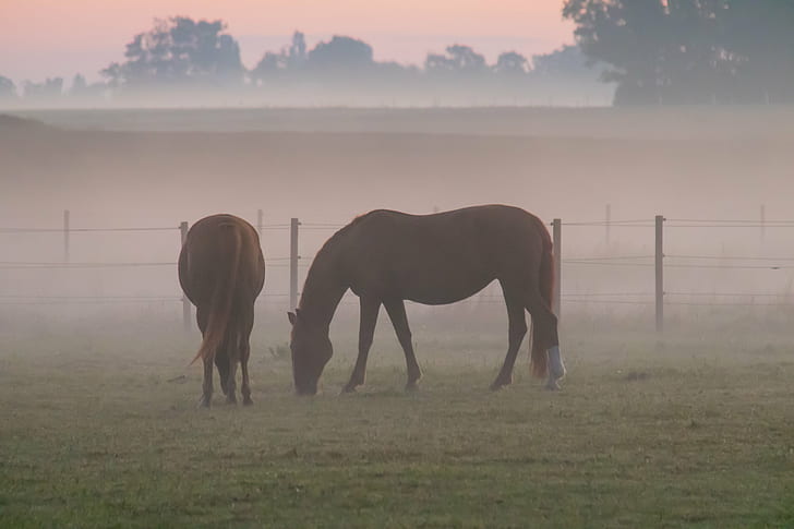two brown horses at green grass field during daytime, Misty, morning