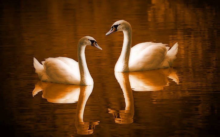 The Lovebirds, swans, lake, animals, HD wallpaper