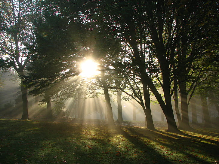 sun rays on green forest, Myst, trees, mist, beam, down, shadow