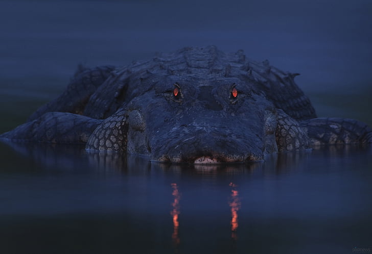 90+ Crocodile HD Wallpapers and Backgrounds