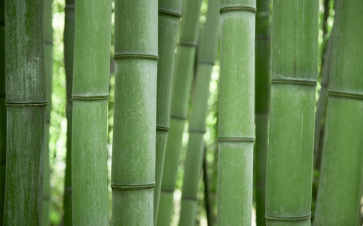 bamboo sticks, Green, bamboo - Plant, nature, japanese Culture