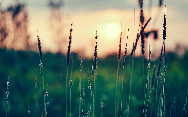 grass, macro, plant, growth, focus on foreground, nature, beauty in nature