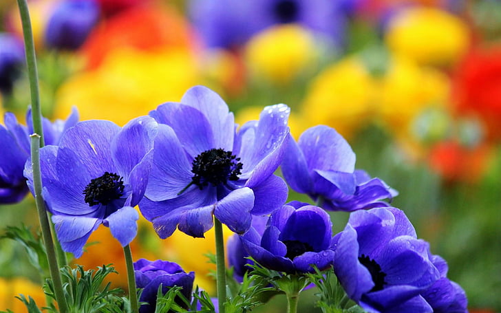 azules, flores, jardin, naturaleza