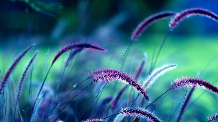 purple grass, macro, close-up, photo, HD wallpaper