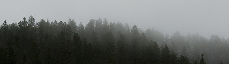 dual screen, landscape, nature, tree, fog, plant, forest, environment, HD wallpaper