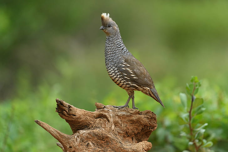 selective focus photography of short beaked small size gray bird on wood-slab, scaled quail, callipepla squamata, scaled quail, callipepla squamata