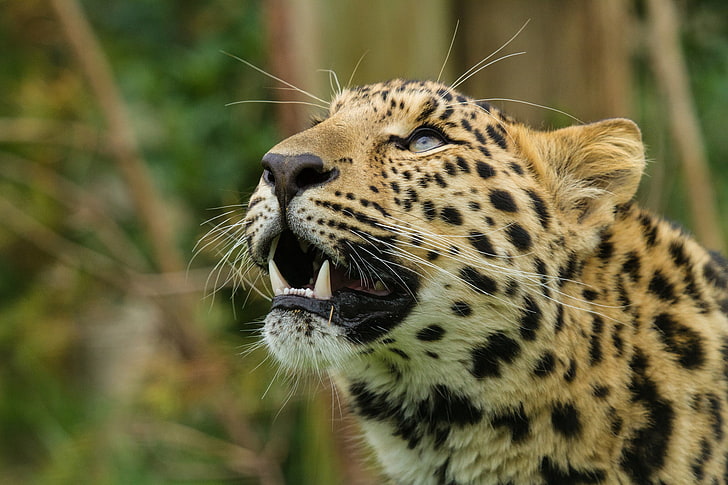 brown and black tiger, amur leopard, predator, snout, teeth, wildlife, HD wallpaper