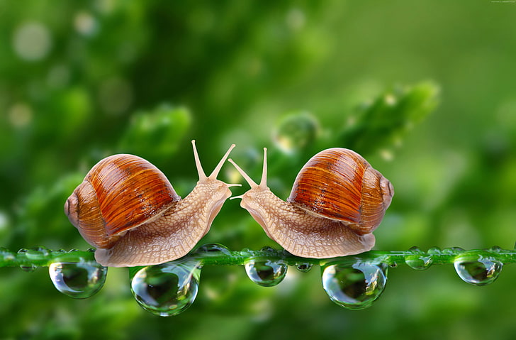 insects, water drops, green, 4k, nature, 5k, Snail, close, invertebrate