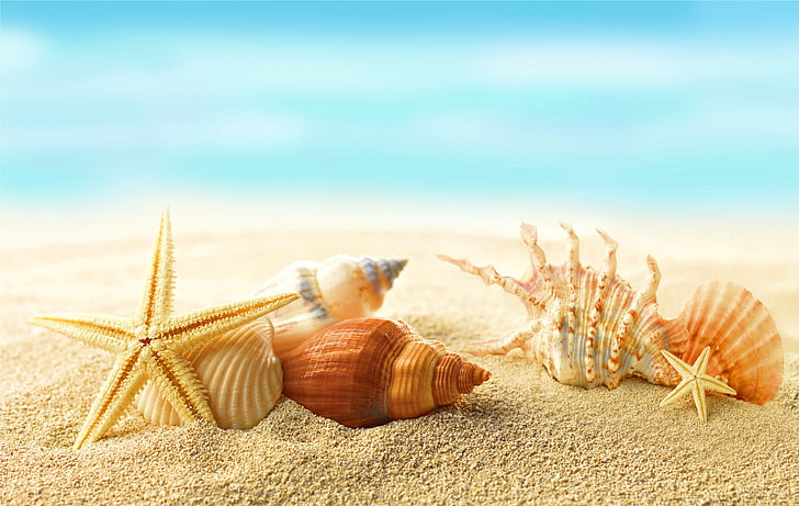 HD wallpaper: seashells wallpaper, sand, beach, the sun, stars, summer,  sunshine | Wallpaper Flare