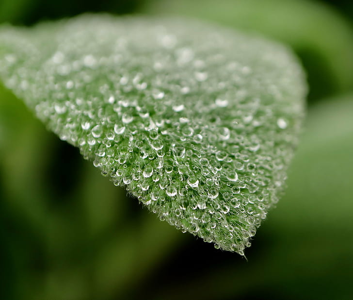 shallow focus photography of rain drop on green lead, macro, canon EOS, HD wallpaper