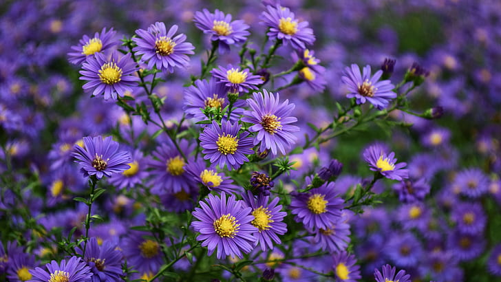 Asters Purple Yellow Flowers Ornamental Plants From Family Asteraceae Desktop Wallpapers For Computer Tablet Mobile Phones 1920×1080