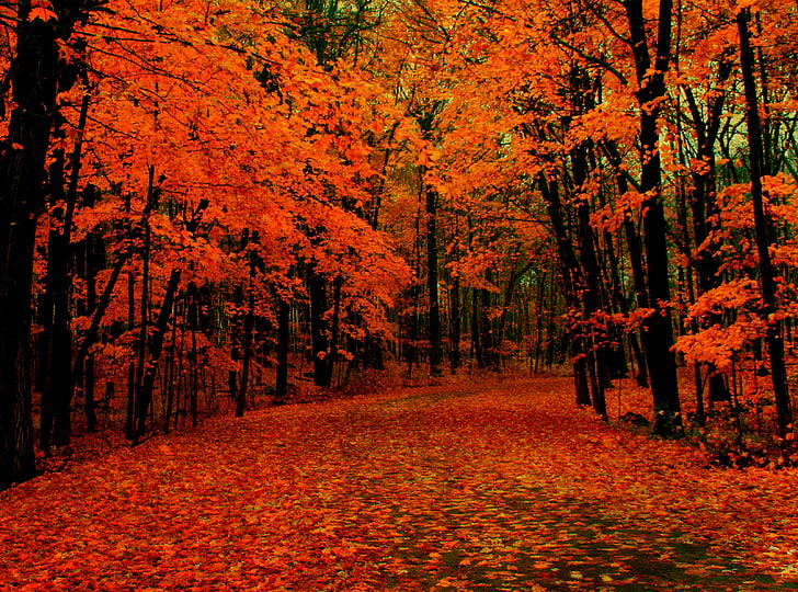 Fall Path, autumn trees, Seasons, Orange, Beautiful, Wisconsin, HD wallpaper